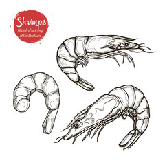 Vector sketch handmade marine shrimp