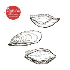 Vector sketch of the marine oyster