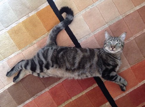 Gestromte Hauskatze liegt auf einem vielfarbigen Teppich und schaut den Betrachtet an