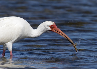 White Ibis (Endocimus albus) catching and eating shrimp, crabs, and small eels at Fort Desoto Park near St. Pete Beach, Florida.