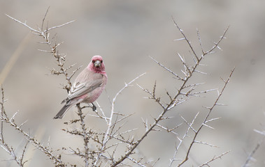 Great Rose finch