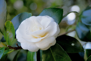 White camellia japonica - Tsubaki.
