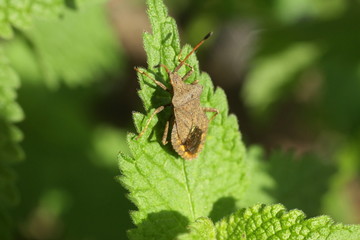 Corée marginée - Punaise brune (Coreus marginatus)