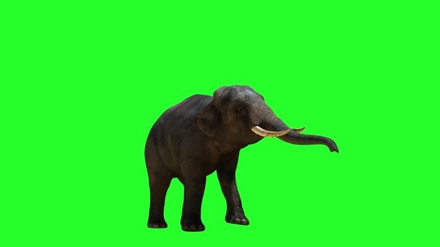 elephant on a green background, 3D render