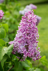 Beautiful bunch of lilac closeup.