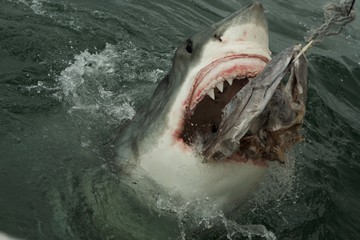Shark attack