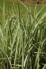 Carex ‘ice dance’