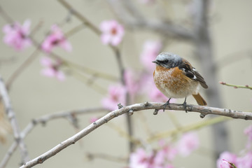 Eversmann's redstart  in cheery blossom