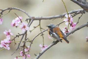 rufous-backed redstart