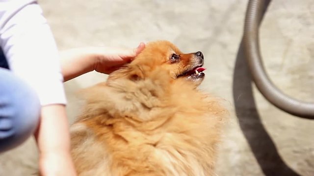 A girl stroking a pomeranian dog. Dog pomeranian redhead beautiful.