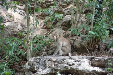 monkey