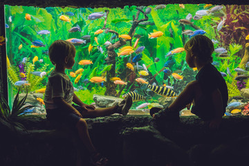 Two boys look at the fish in the aquarium