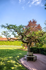 Fototapeta na wymiar Grand Bonsai, jardin de Martel, Tarn, Midi-Pyrénées, France 