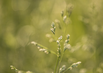 beauty of nature