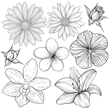 vector flowers