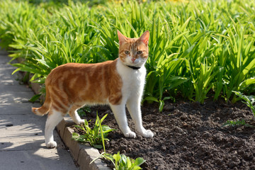 A beautiful ginger cat walks and plays on the territory of the house