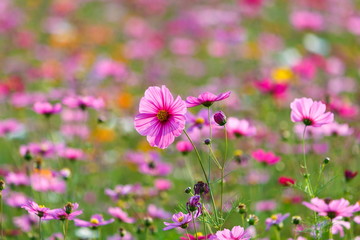 Fototapeta premium Cosmos flower meadows,Cosmos,flowers cosmos of Singha Park Chiang Rai,Chiang Rai, Thailand.