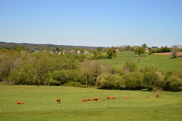 Paysage rural