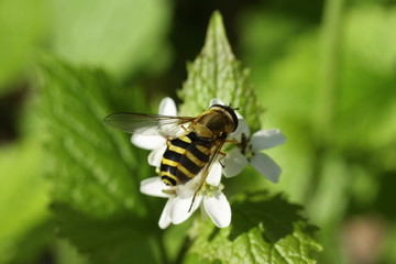 Syrphe du Groseillier (Syrphus ribesii)