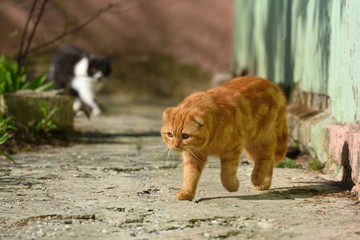 A beautiful ginger cat walks and plays on the territory of the house