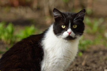 A beautiful black and white cat walks and plays on the territory of the house