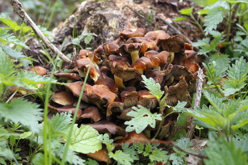 Kolonie Waldpilze zwischen Laub
