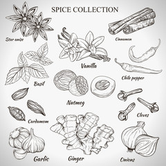 Vector set of outline hand work of various spices isolated on white background. Illustration vanilla, cinnamon, anise, ginger, garlic, onions, Basil