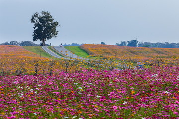 Obraz premium Cosmos flower meadows,Cosmos,flowers cosmos of Singha Park Chiang Rai,Chiang Rai, Thailand.