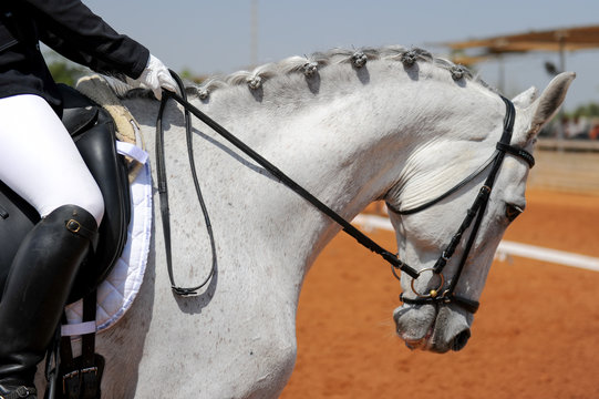 Close up on a bay horse head during a dressage competition