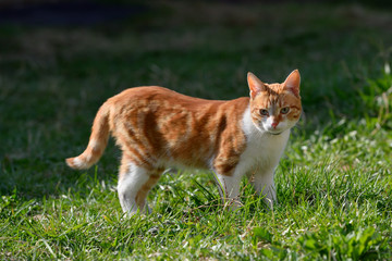 Fototapeta na wymiar A beautiful ginger cat walks and plays on the territory of the house