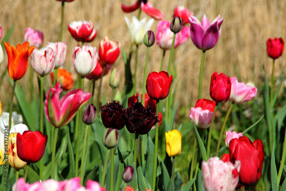 Wall mural Ein blühendes Tulpenbeet