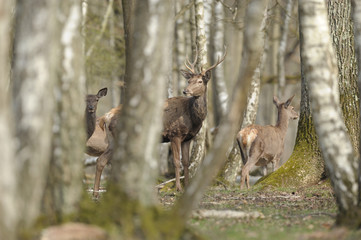 cerfs