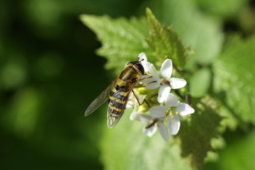 Syrphe du Groseillier (Syrphus ribesii)