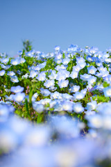 Baby blue eyes nemophila flowers macro with foreground blur, at Hitachi Seaside Park in Japan