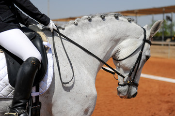 Close up on a bay horse head during a dressage competition