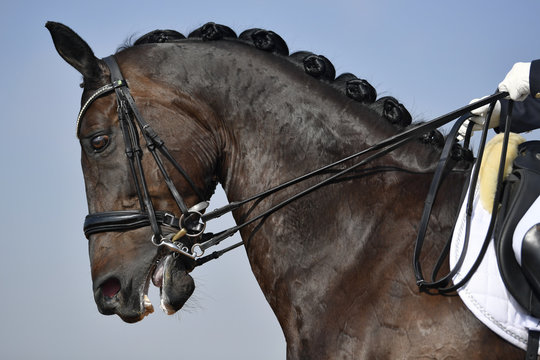 Close up on a bay horse head during a dressage competition