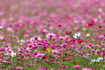 Cosmos flower meadows,Cosmos,flowers cosmos of Singha Park Chiang Rai,Chiang Rai, Thailand.