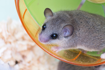 African Pygmy Dormouse on running wheel