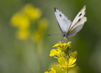 White Cabbage Butterfly
