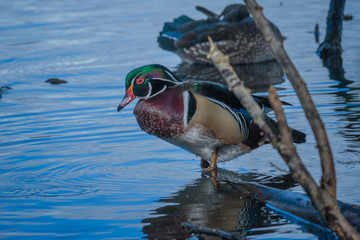 Wood Duck