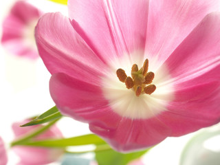 Fototapeta na wymiar Pink tulip close up