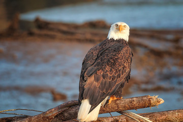 Mature Bald Eagle