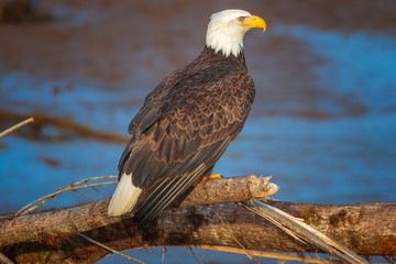 Mature Bald Eagle