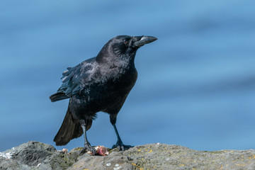 Crow with Lunch