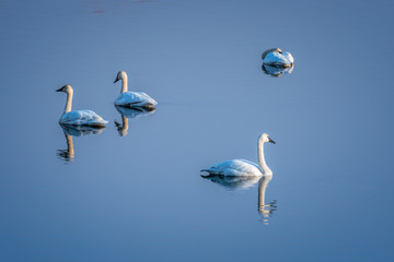  Trumpeter Swan Pairs and Blue Sky Reflected in Mirror Calm Water. 