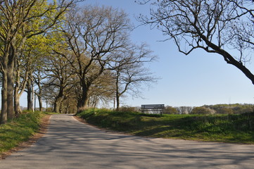 Obraz premium Allee bei Groß Stresow, Rügen