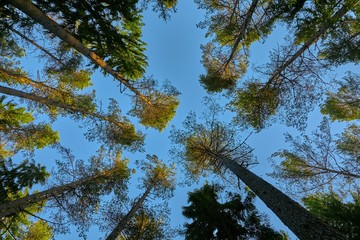 Tall pine trees