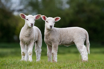Naklejka na ściany i meble Pair of Cute Lambs looking right of camera stood in field