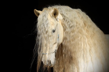 Portrait von einem Schimmel Hengst vor schwarzem Hintergrund