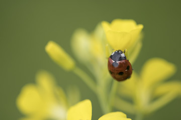 Ladybug 